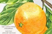 Oranges Watercolor Clipart, a Food Illustration by BarvArt (Thumbnail 5 of 6)