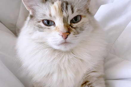 Beautiful cat