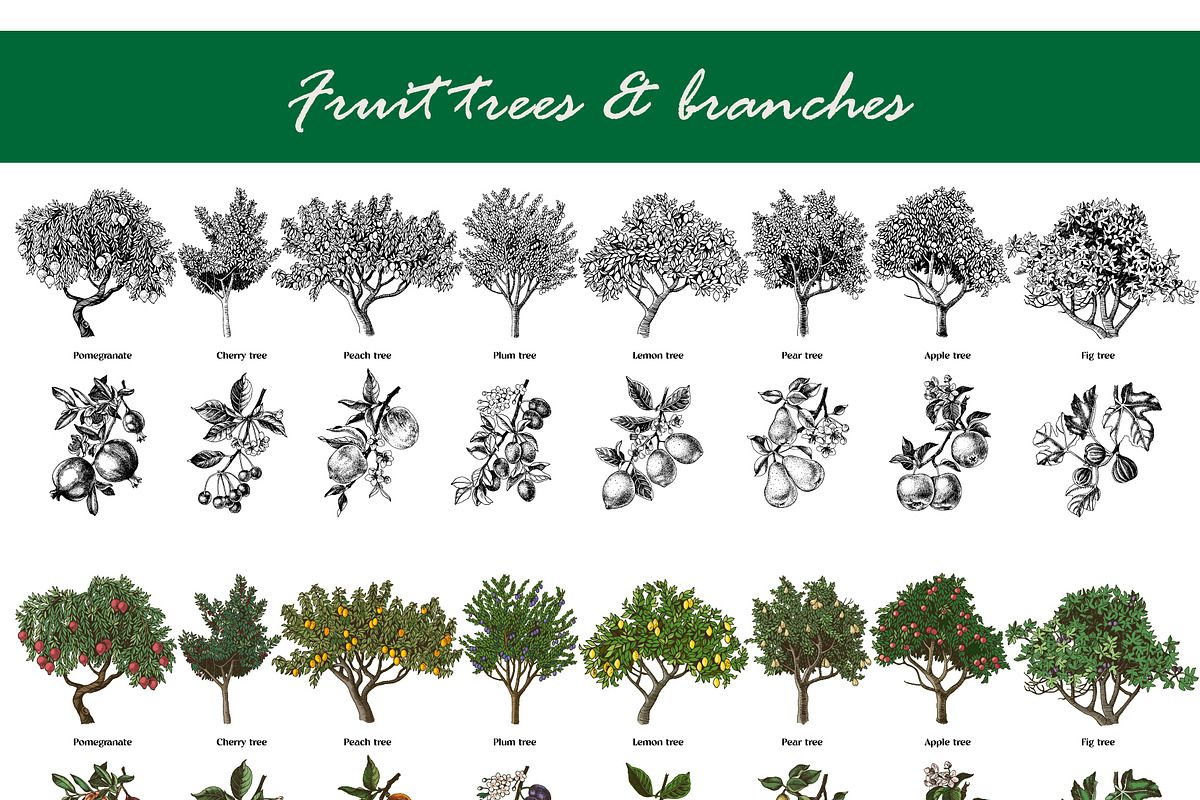 Trees and branches great collection, an Illustration by vectorillustration