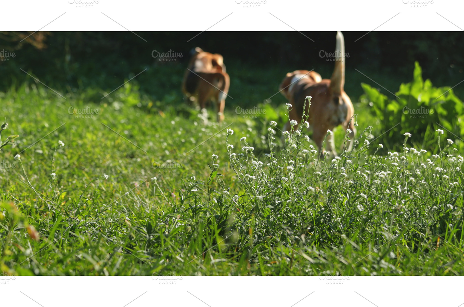 Two beagle dogs walking away on, an Animal Photo by Goinyk
