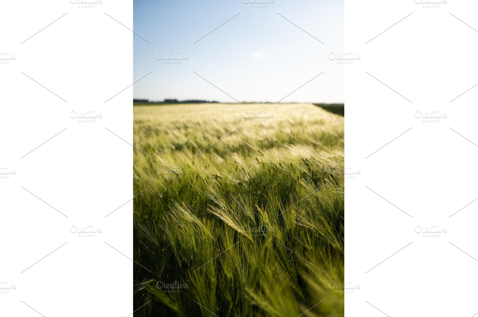 Green barley field swaying in the, a Nature Photo by volodymyrshtun13795