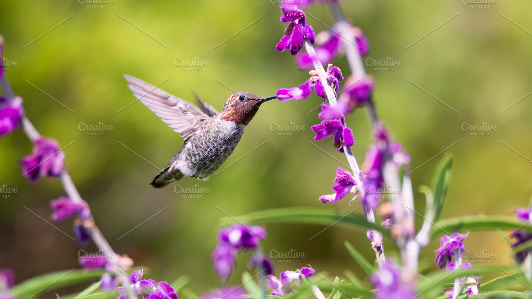 Hummingbird Having a Snack, a Nature Photo by Jeff Schwartz Photography