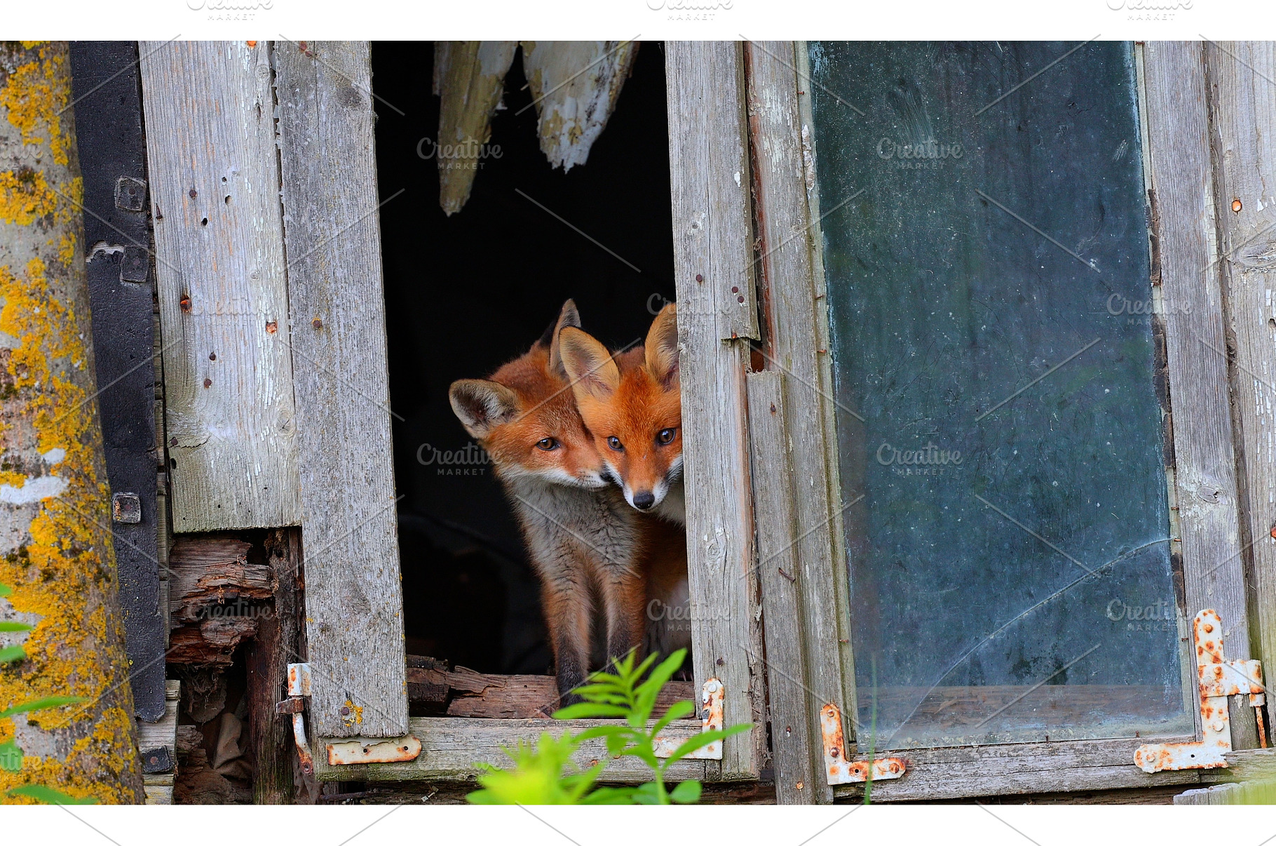 Curious little cubs of red fox -, an Animal Photo by Lukas Jonaitis SHOP