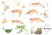 Watercolor Shrimp Life Cycle Set, an Education Illustration by MayaNavits (Thumbnail 4 of 7)