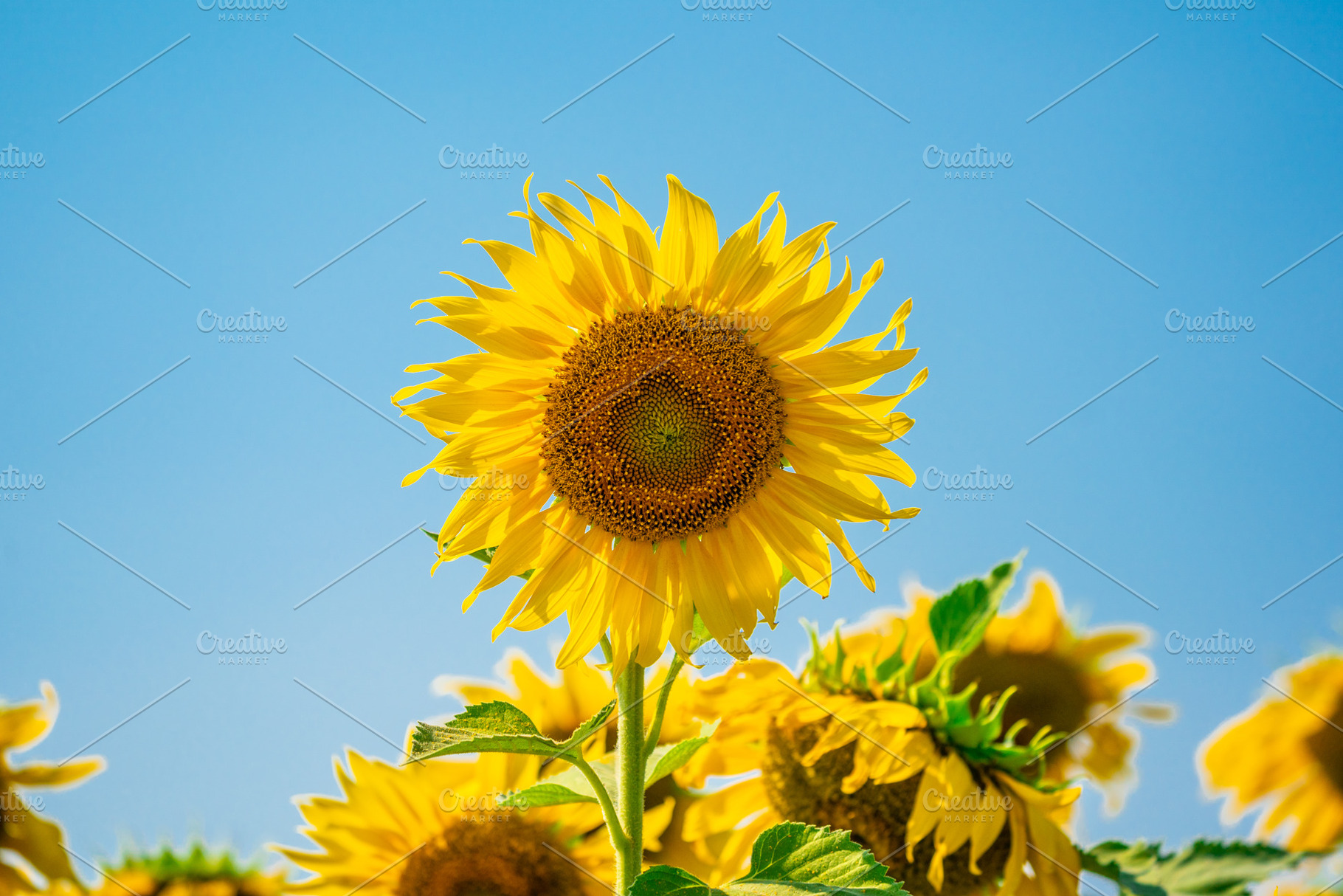 Sunflower blossom in summer day, a Background Photo by Pushish Images