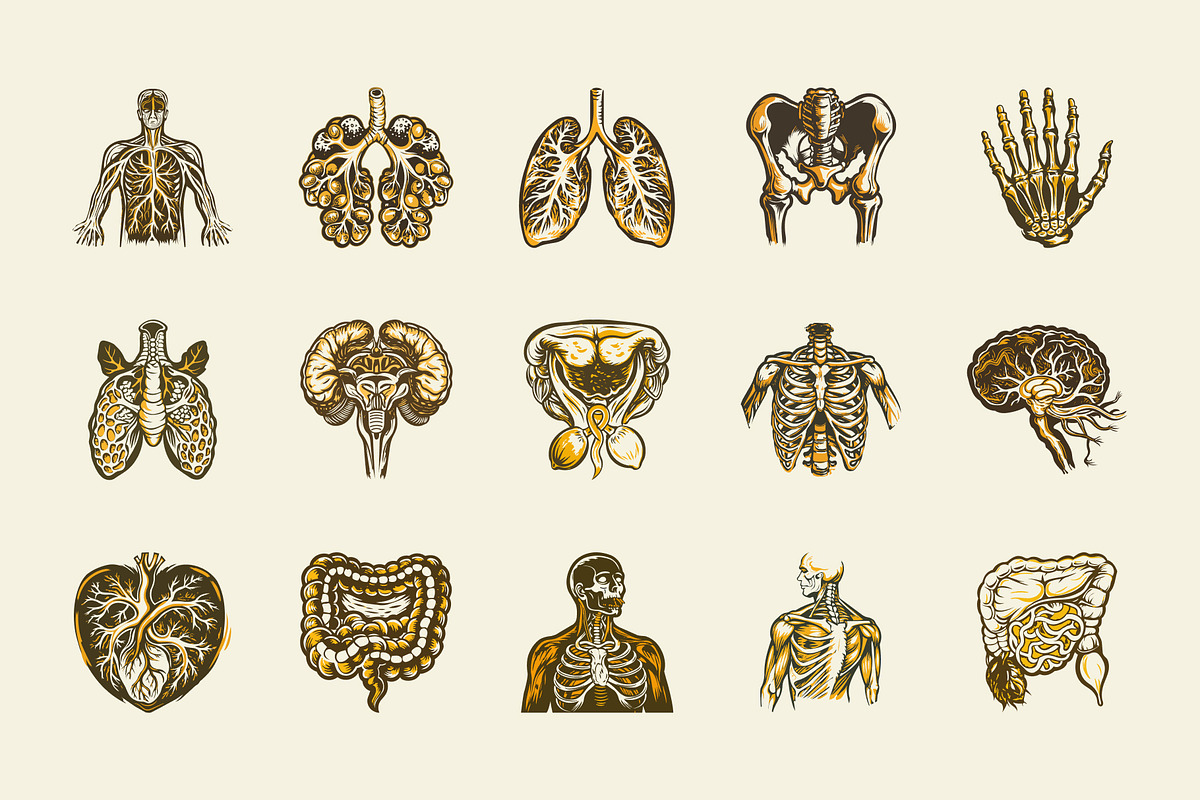 Vintage Antique Anatomy Illustration, a Healthcare Illustration by Creative Stall (Photo 5 of 8)