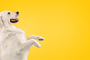 Golden retriever dog sitting on hind legs and begging something, looking at cop, a Photo by Prostock-Studio