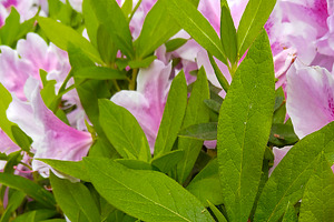 Azalea flowers and green leaves in full bloom, a Nature Photo by DanFLCreativo