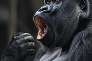 236 surprised animals, an Animal Photo by Handmadefont (Thumbnail 64 of 241)