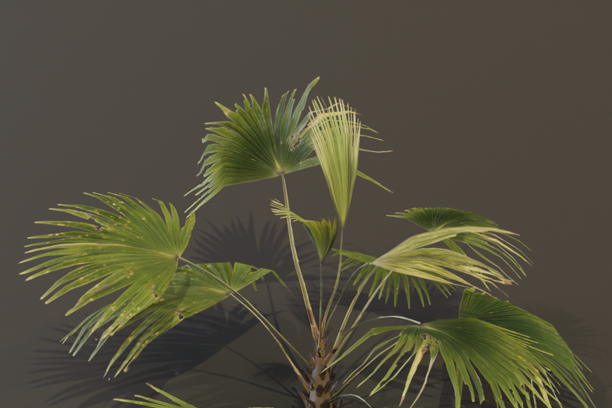 The Chinese Palm Bush, a Plants & Tree 3D Model by FuturePastCreatives (Photo 3 of 7)