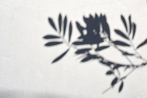 Shadow of a branch with leaves on a light textured wall, an Abstract Photo by ndanko