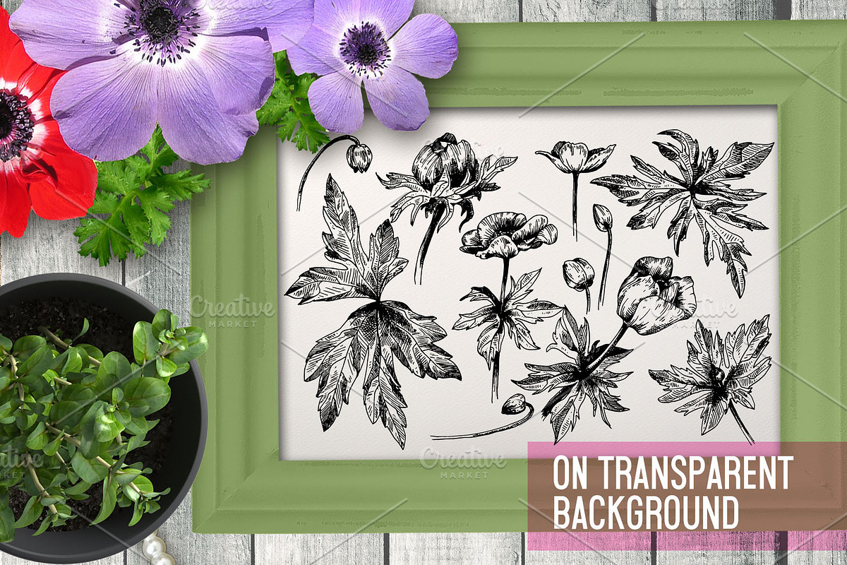 Anemones. Ink flower set, an Illustration by Alena Kaz (Photo 3 of 5)