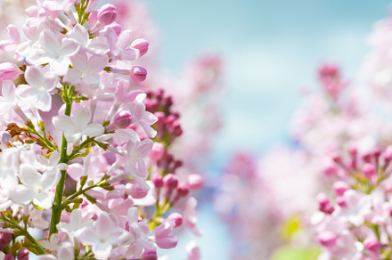 Lilac flowers branch, a Nature Photo by Vapi