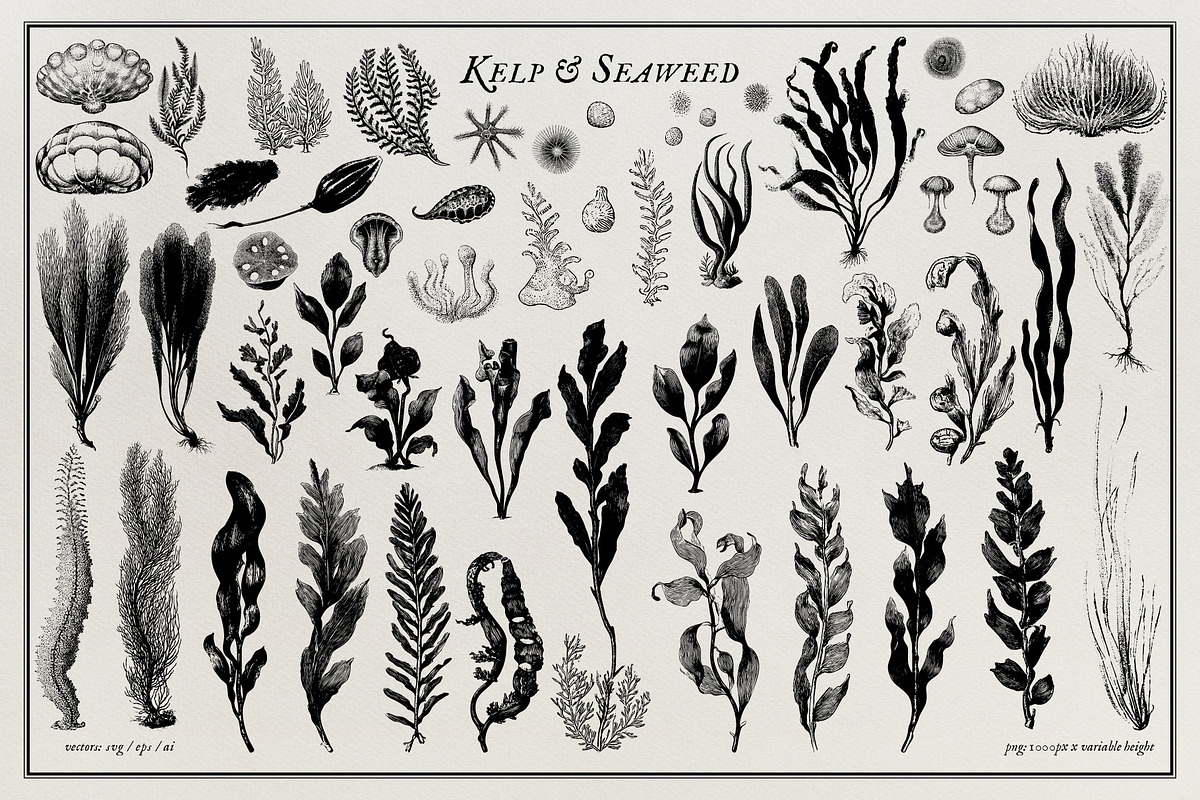 Aquatic Natural History Collection, an Object Graphic by Blixa 6 Studios (Photo 12 of 24)