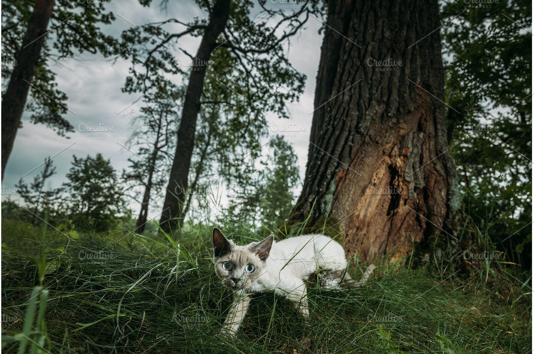 Curious Cat Exploring the Forest, an Animal Photo by Our Amazing World