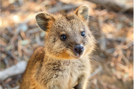 Adorable quokka smiling in natural, an Animal Photo by Ylivdesign