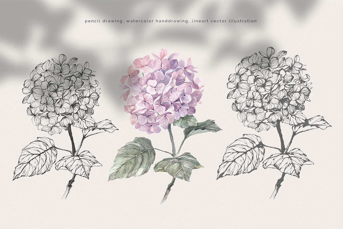 Hydrangea. Pencil and watercolor, an Illustration by Tilling (Photo 2 of 5)