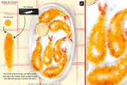 Procreate Food Brushes Bake & Cream, a Brush Add-On by Fashion Workshop Bkk (Thumbnail 8 of 11)