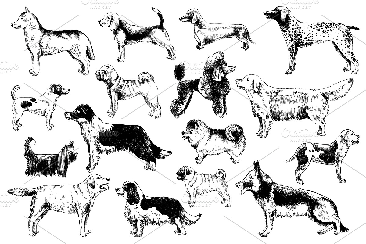 Dog breeds - sketches & lettering, an Animal Illustration by handsketched (Photo 7 of 10)