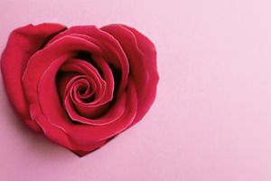 Pink Rose Flower as Heart Shape. Symbol of Love, a Photo by salmon.black