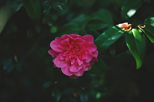 Camellia Japonica