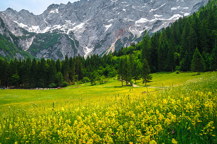 Alpine scenery with wild flowers, a Nature Photo by Alpine Dreams