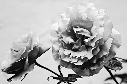 Iseeyouphoto simplyroses 3 stock photo containing floral and flower preview 6