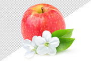 Isolated red apple and apple blossom, an Object Graphic by Fruits+Veggies (Thumbnail 2 of 4)