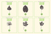 VECTOR LEAVES HAND DRAWN BUNDLE v20, a Decorative Illustration by pawellpi (Thumbnail 4 of 7)