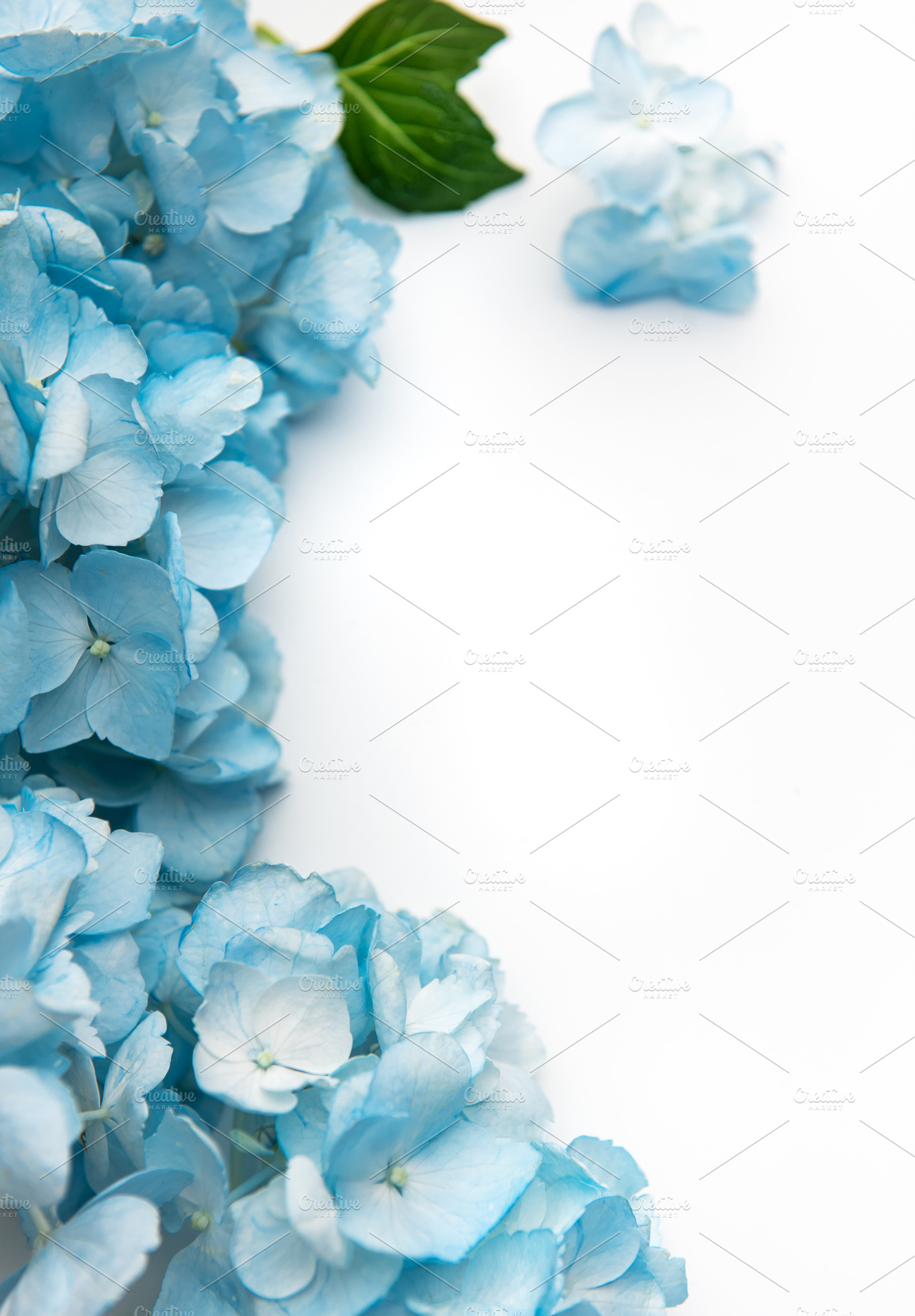 Blue hydrangea flowers creating a beautiful floral border, a Nature Photo by Olena Rudo