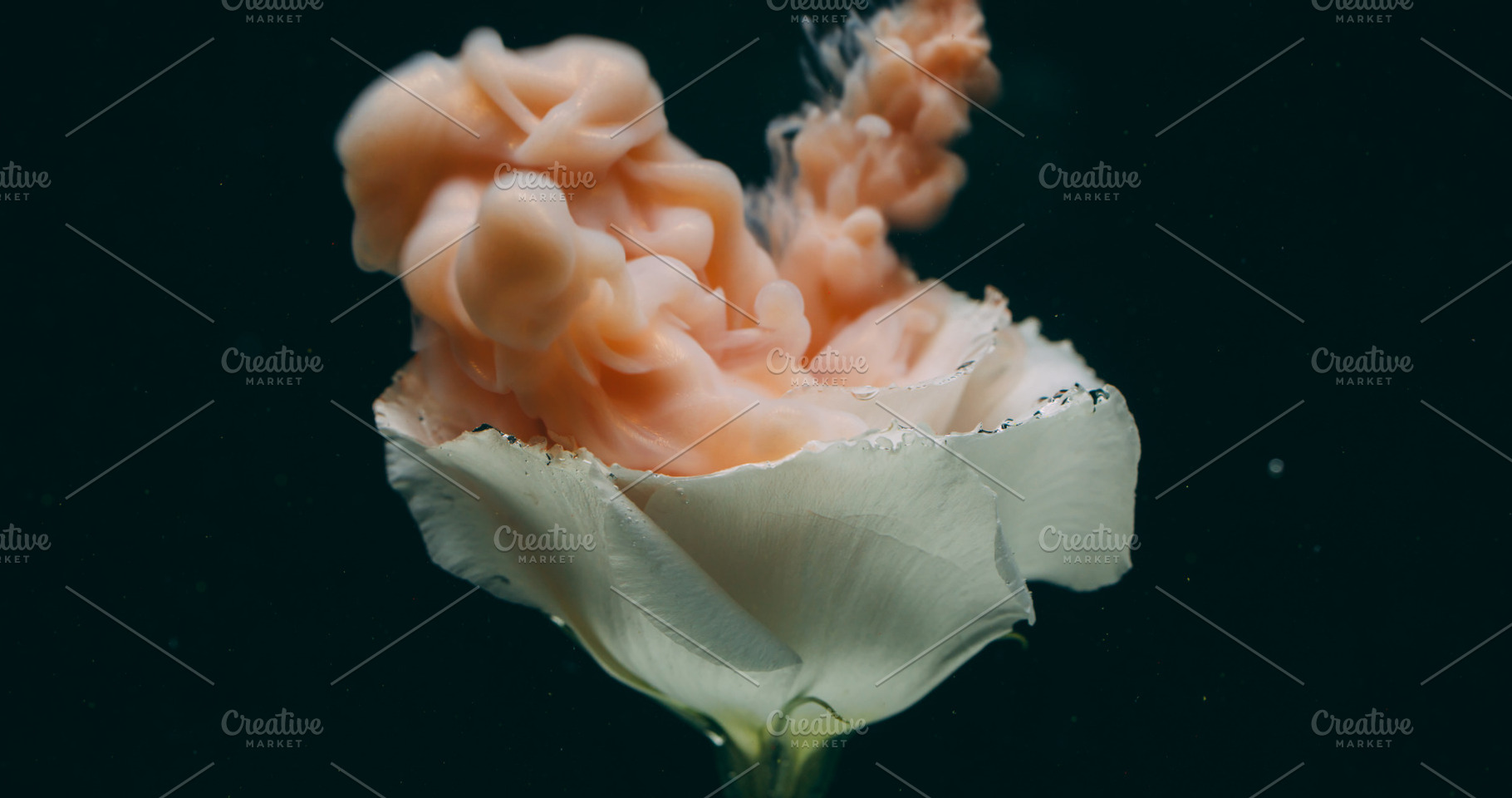 Underwater bloom floral ink background flower art, a Background Photo by Photo Drive Studio