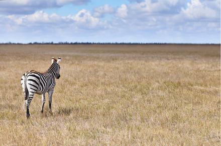 Back view of zebra in steppes, an Animal Photo by Gladkov photography