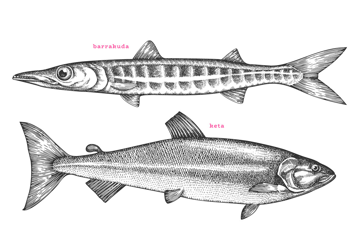 Fish#2 Vector Collection, a Food Illustration by Lubov Illustrations Shop (Photo 10 of 12)