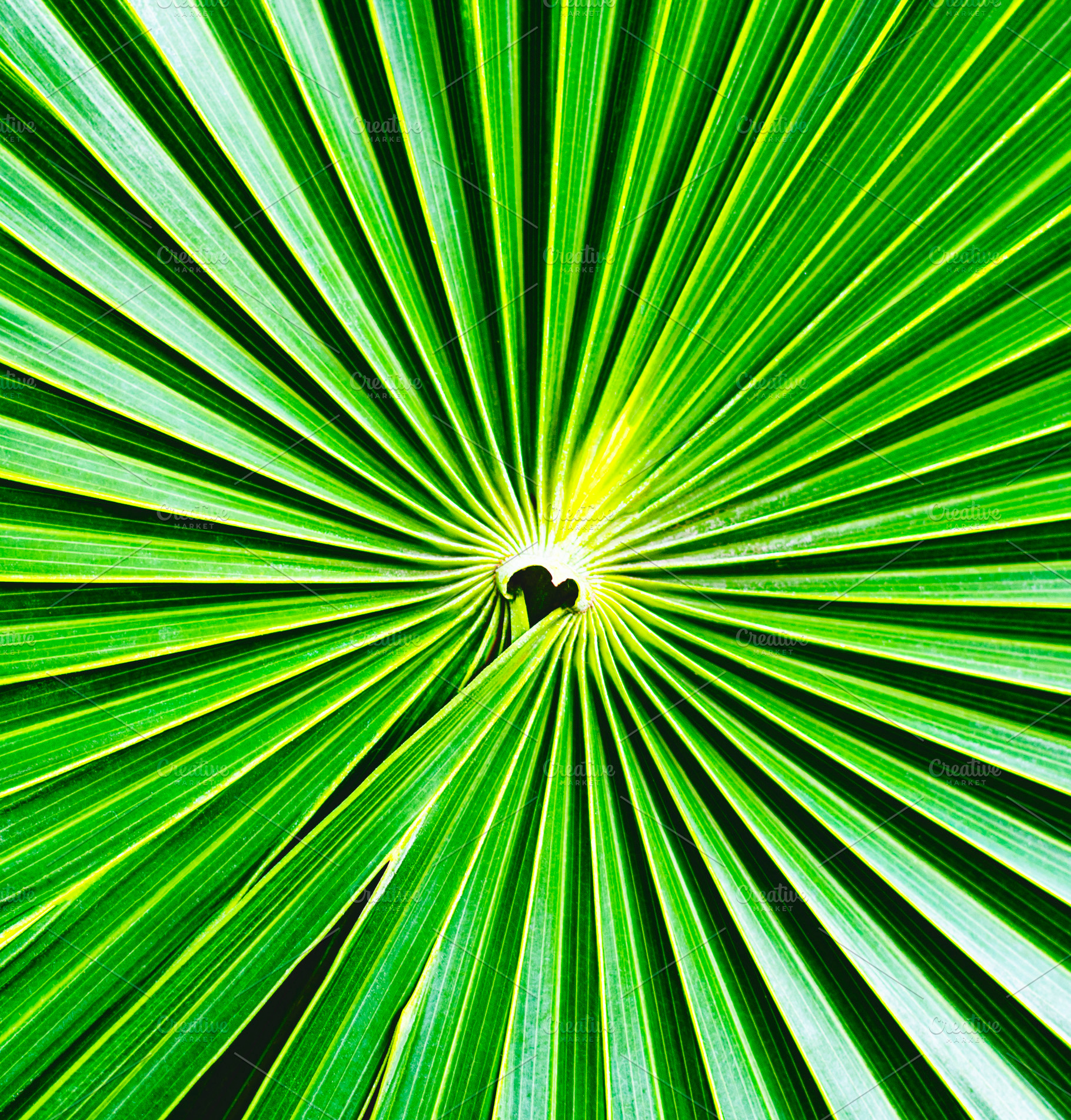 Palm Tree Background, a Background Photo by zhekos