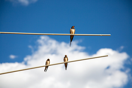 Three barn swallow  perched on an old tv antenna in summer