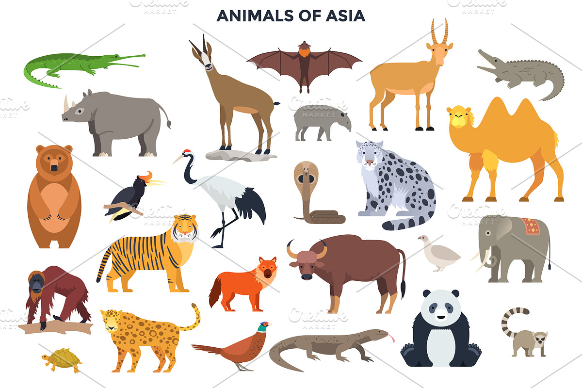 187 Animals Of The World, an Animal Illustration by Andrew Kras Design (Photo 9 of 15)