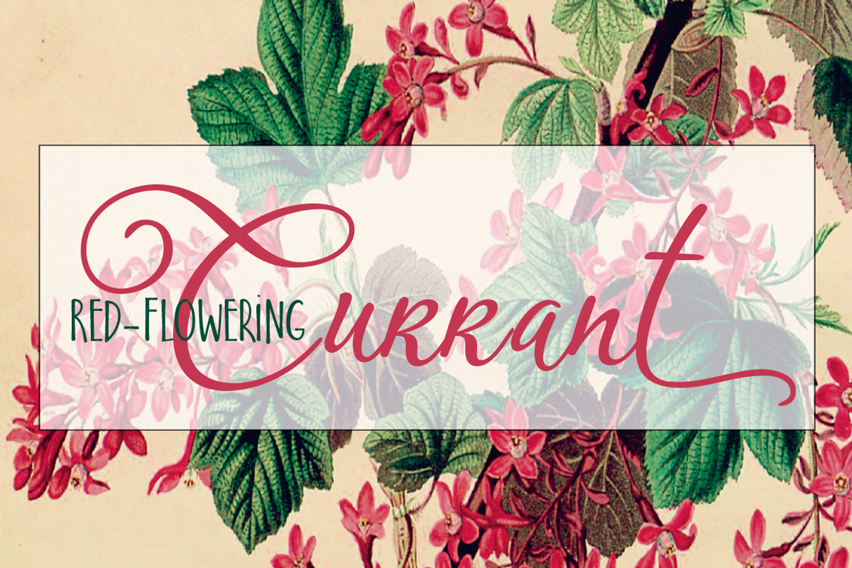 Bloem Script & Sans preview 5