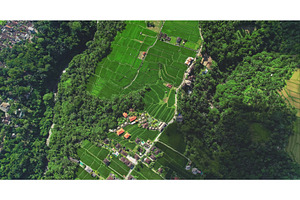Lush green rice paddies and tropical, an Abstract Photo by Goinyk
