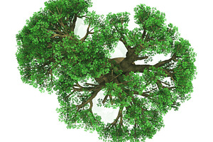 Tree top view on white background la containing layout, vegetation, and life