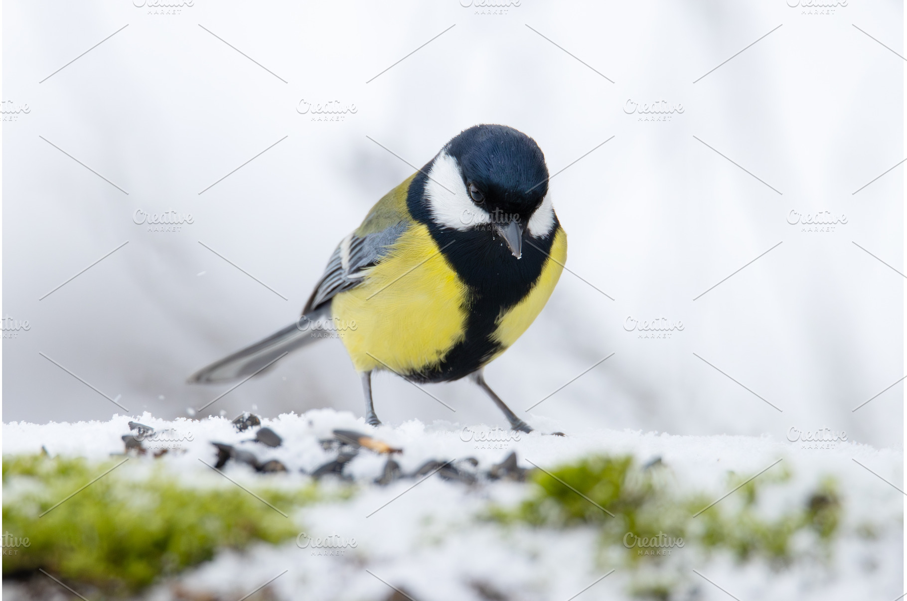 Close-up of a Great Tit feeding on, an Animal Photo by Pakosta
