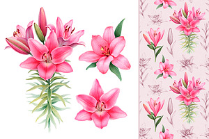 Illustrations of Lilies