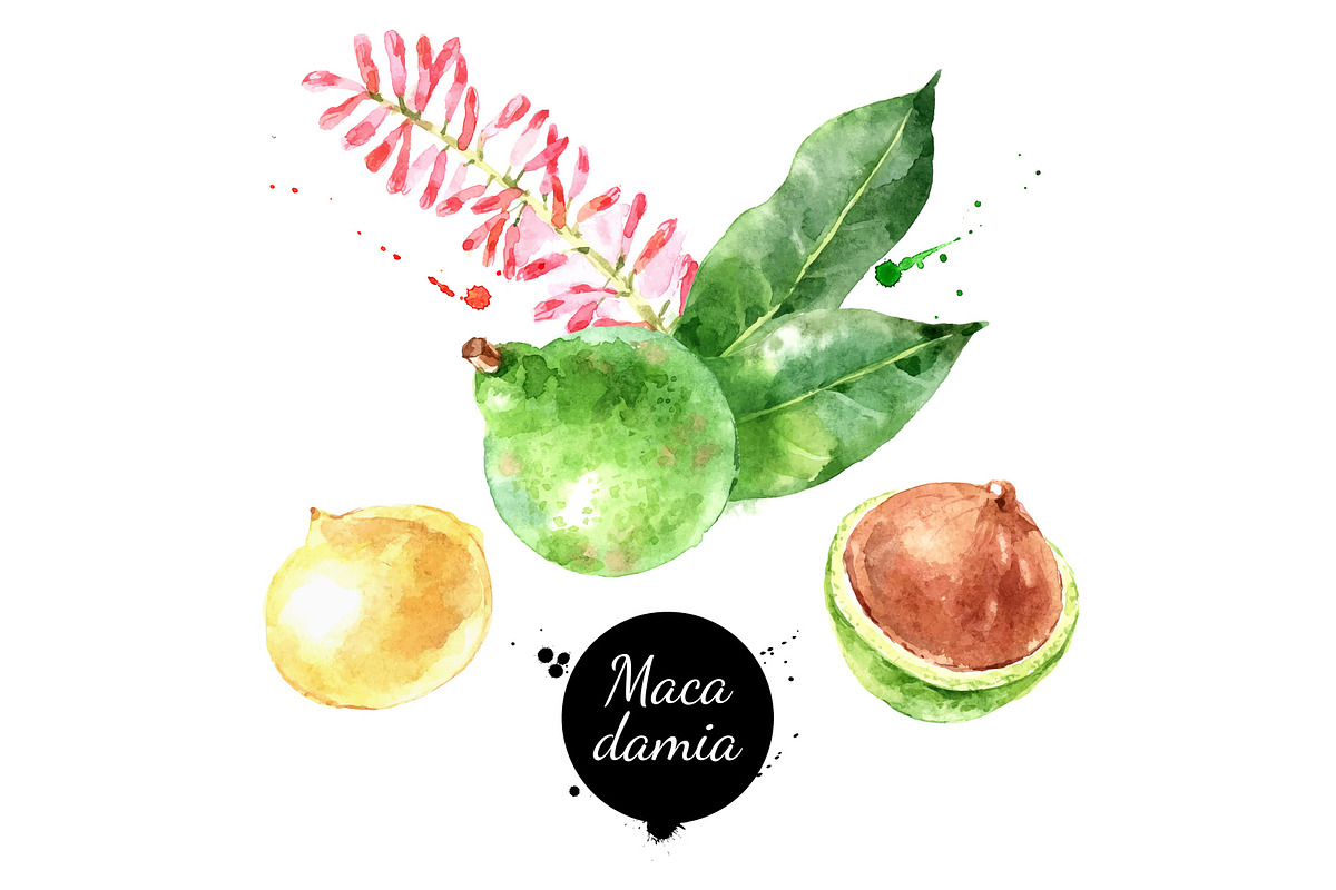 Watercolor Superfood Vector Set, a Food Illustration by Elena Pimonova (Photo 4 of 5)