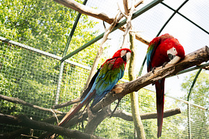 Colorful macaws perched on branches inside a lush aviary, a Photo by AS photostudio