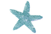 Little Starfish Illustration, a Decorative Illustration by Digital Art Downloads (Thumbnail 1 of 3)