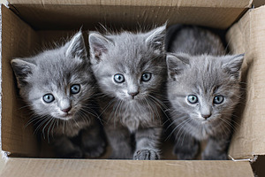 Little kittens in cardboard box, an Animal Photo by AlyaAnd