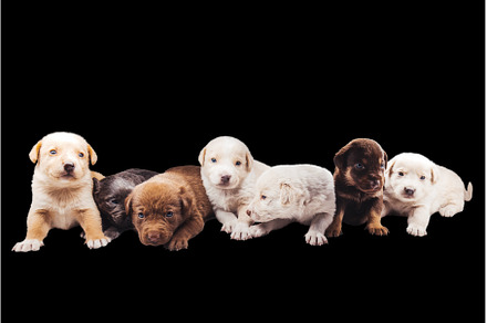 puppies isolated on black background, an Animal Photo by Pakosta