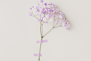 Minimal photo from floral series wit, a Background Photo by Edalin's Store