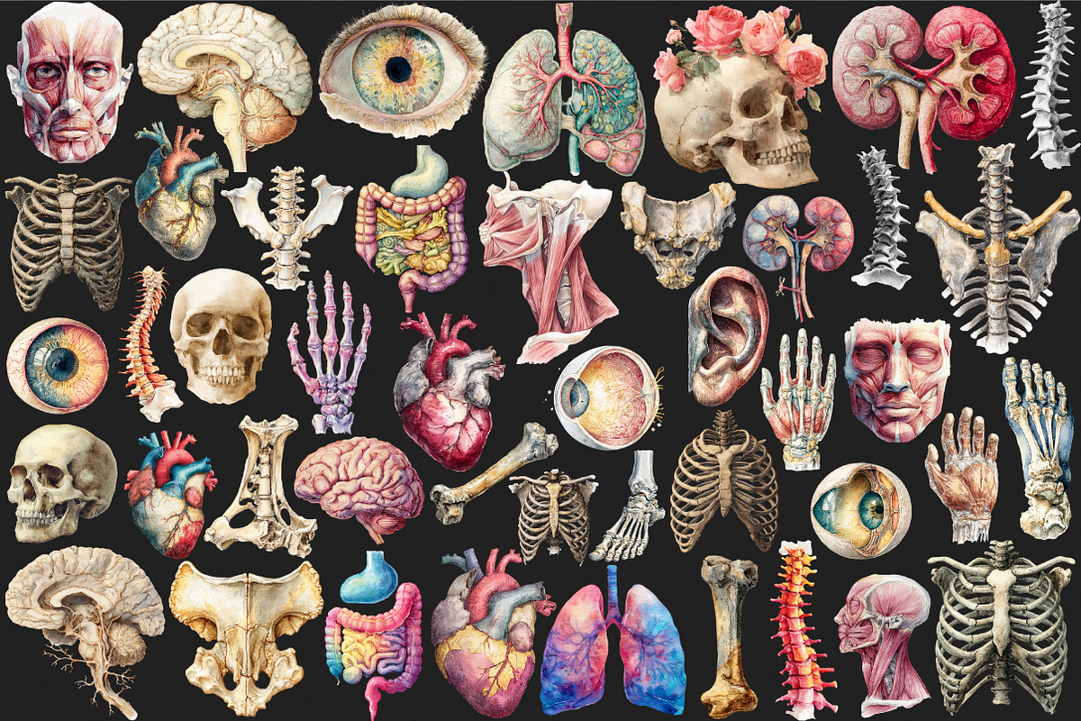 Antique Anatomy Overlays Set 2, a Graphic by designcity5 (Photo 2 of 4)