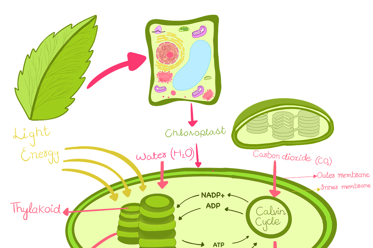 Biology & Anatomy goodnotes stickers, an Education Illustration by Noorist (Photo 4 of 32)