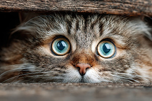 Curious Cat Peeking, an Animal Photo by Ales Munt